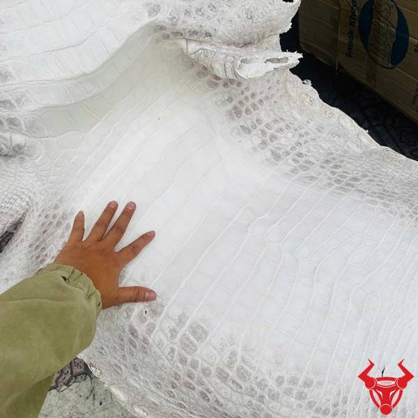 Da cá sấu bạch tạng hiếm, size lớn, phù hợp chế tác sản phẩm sang trọng.