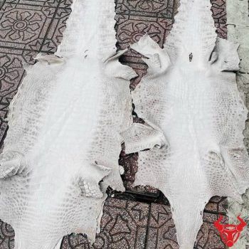 Da Cá Sấu Thái Lan Size 5 Lớn Màu Bạch Tạng