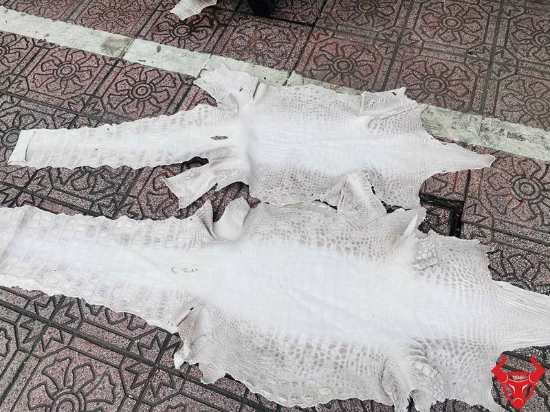 Da cá sấu bạch tạng bền bỉ, ứng dụng cao trong thời trang.
