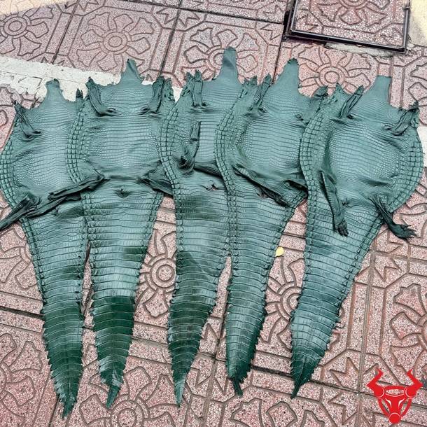 Da bụng cá sấu Size 3 lớn màu xanh lá, vân đẹp tự nhiên, ít sẹo và độ bền vượt trội.