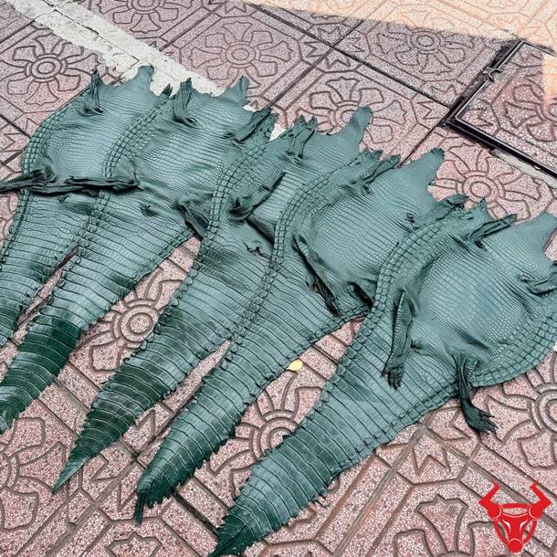 Da bụng cá sấu nguyên tấm màu xanh lá cao cấp, vân đều, ít sẹo và sang trọng.