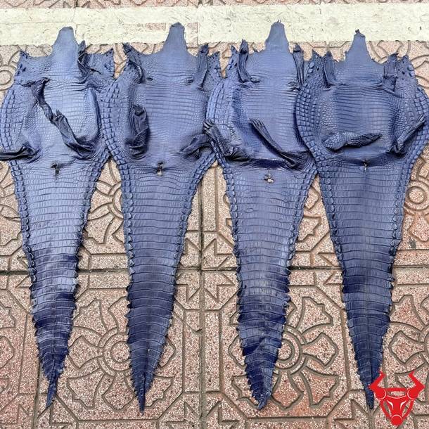 Da bụng cá sấu Size 3 lớn màu xanh navy, chất lượng cao, ít sẹo và vân đều đẹp.