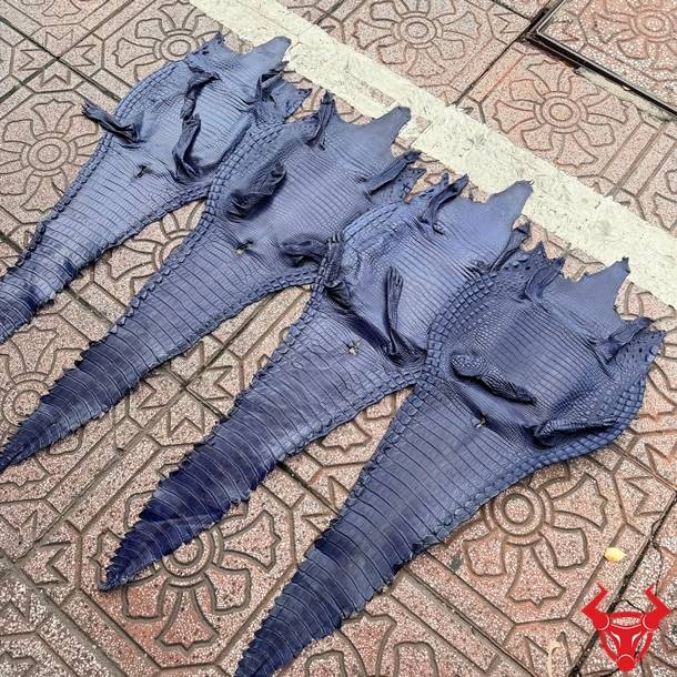 Da bụng cá sấu nguyên tấm màu xanh navy Size 3 lớn, cao cấp, vân đều và bền đẹp.